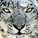 Mac OS X Snow Leopard: подробности