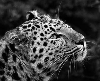 Leopard   