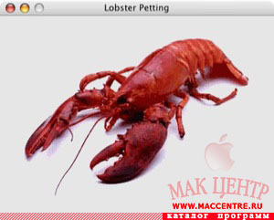 Lobster Petting