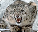   Snow Leopard   